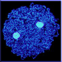 bacteriocyt